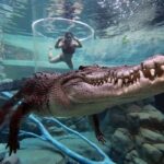 Paket Wisata ke Darwin, Australia